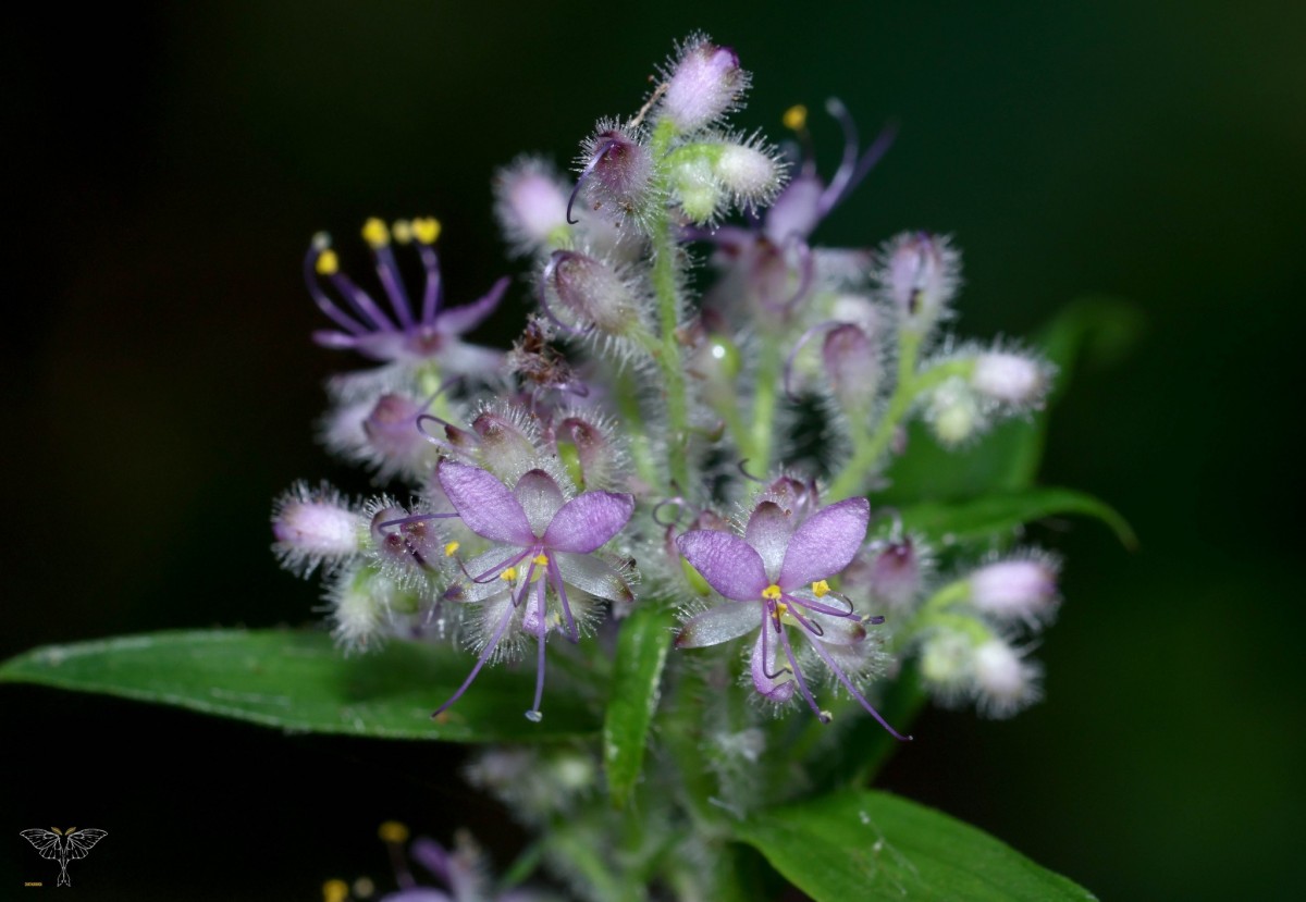 Floscopa scandens Lour.